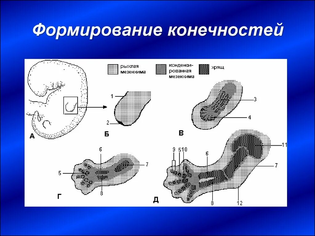 Развитие нижней конечности. Развитие конечностей в онтогенезе. Эволюция формирования конечностей. Онтогенез нижней конечности.