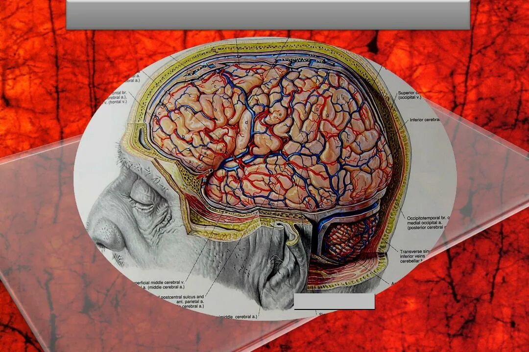 Сосудистая оболочка мозга. Гистология сосудистой оболочки мозга. Вены сосудистой оболочки мозг. Оболочки мозга без подписей.