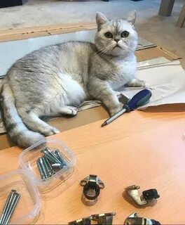Cat sales