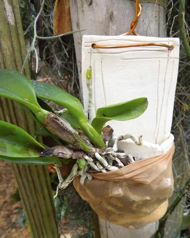 Дендробиум griffithianum. Посадка орхидеи. Орхидея на блоке. Длинный горшок для орхидеи. Орхидея без горшка