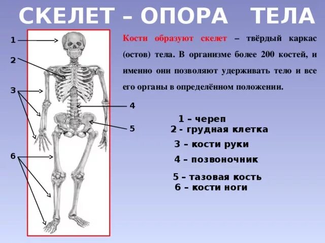 Скелет опора организма 6 класс биология. Скелет человека опорно двигательная система. Опорно двигательная система осевой скелет. Сообщение о скелете человека. Самая крупная кость скелета