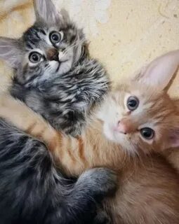 Сильные котята 2