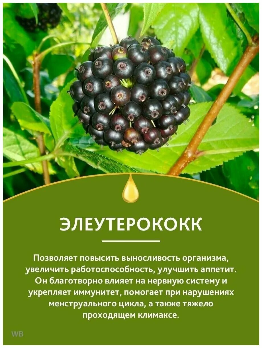 Элеутерококк от чего помогает взрослым. Элеутерококк. Элеутерококк колючий. Элеутерококк растение. Элеутерококк Дальневосточный.