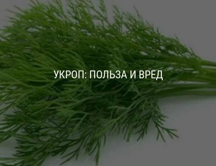 Как влияет укроп. Чем полезен укроп. Семена укропа и петрушки. Укроп в народной медицине. Полезные свойства укропа.