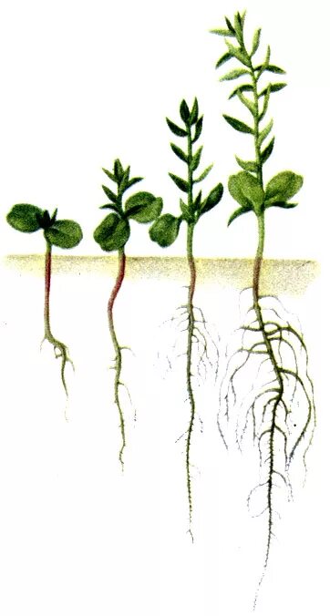 фазы развития льна