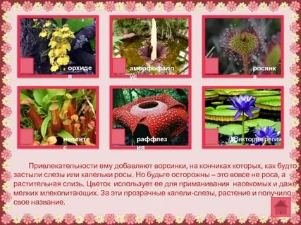 Является двойным элементы служащие для привлечения насекомых