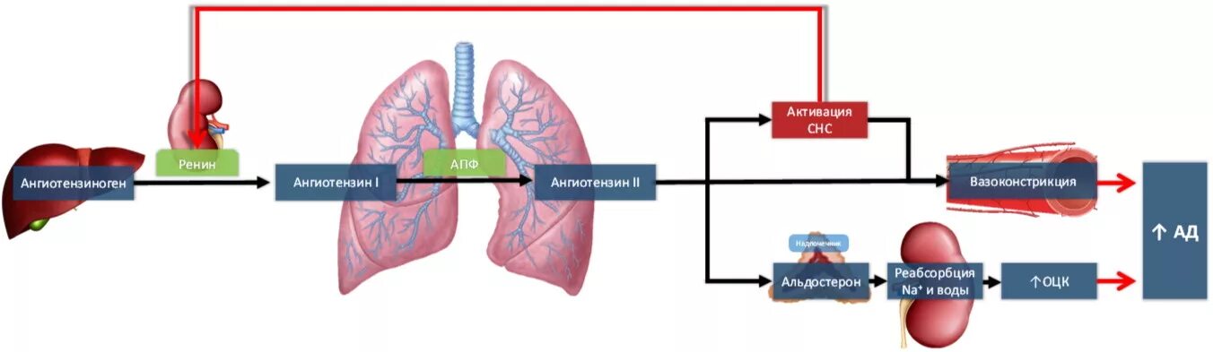 Ангиотензин превращающий фермент 2. Ангиотензин превращающий фермент в легких. Ренин-ангиотензин-альдостероновая система. Ренин гормон почек.