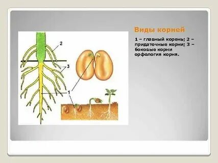 Корень развивающийся из корешка зародыша называют