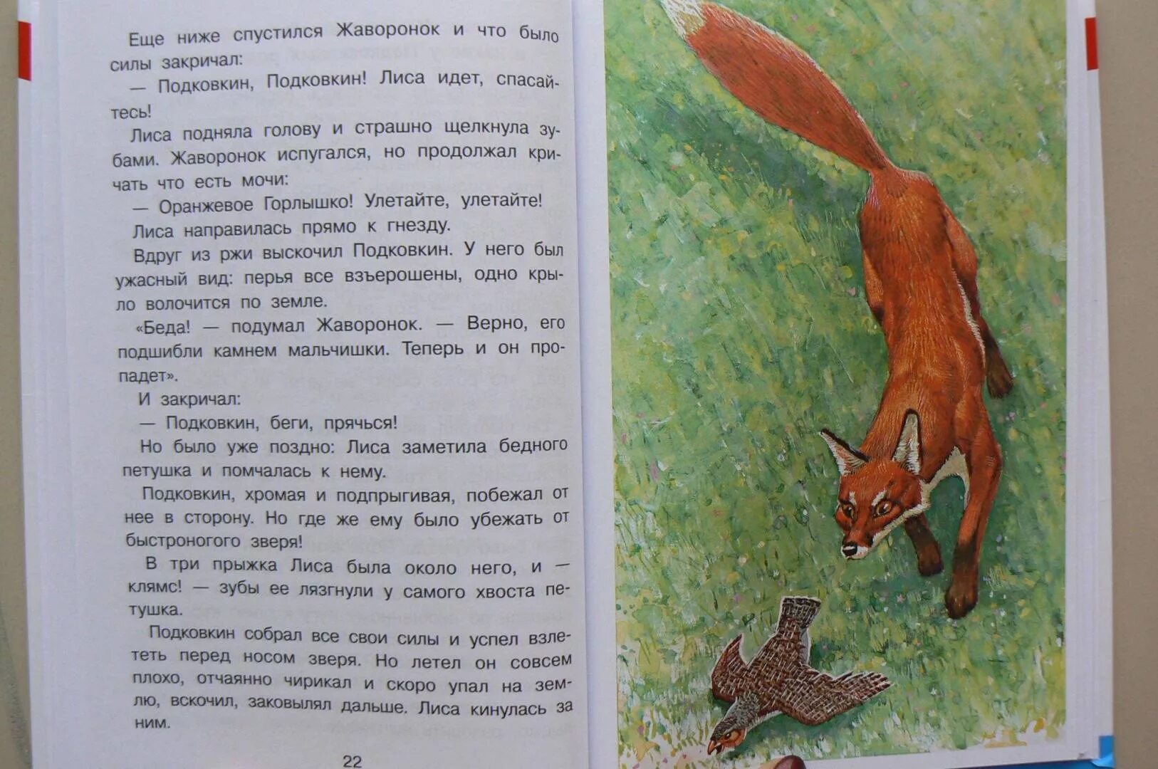 Краткое содержание бианки оранжевое. Лиса плясунья сладков. тайна ночного леса бианки. в бианки тайна ночного леса читать. рассказ сладкова лиса плясунья.