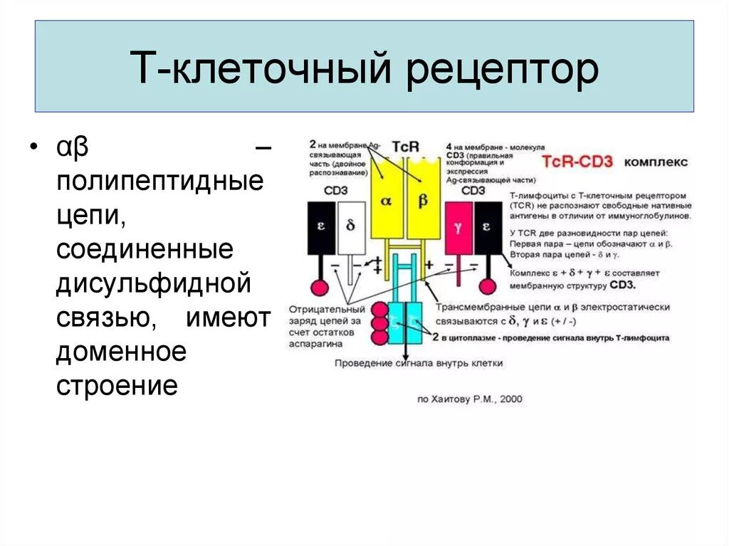 Функции рецепторов клетки. Строение т-клеточного рецептора tcr. структура т-клеточного рецептора (tcr).. т клеточный рецептор строение иммунология. строение tcr рецепторов.