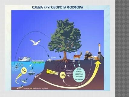Схема круговорота углерода в природе впр