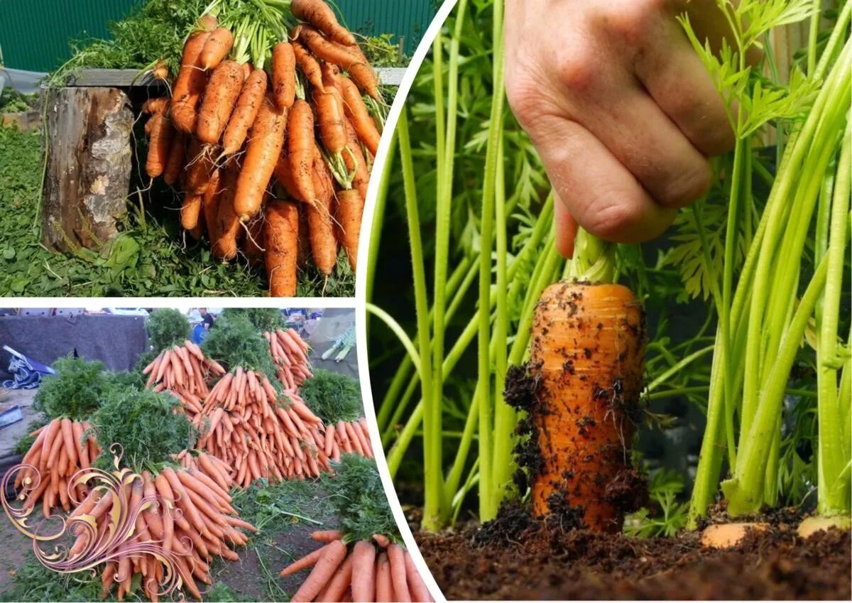 Морковь посевная корнеплоды. Проредить морковь. Посадка моркови необычным способом. Морковка на грядке.