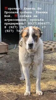 Кличка пса