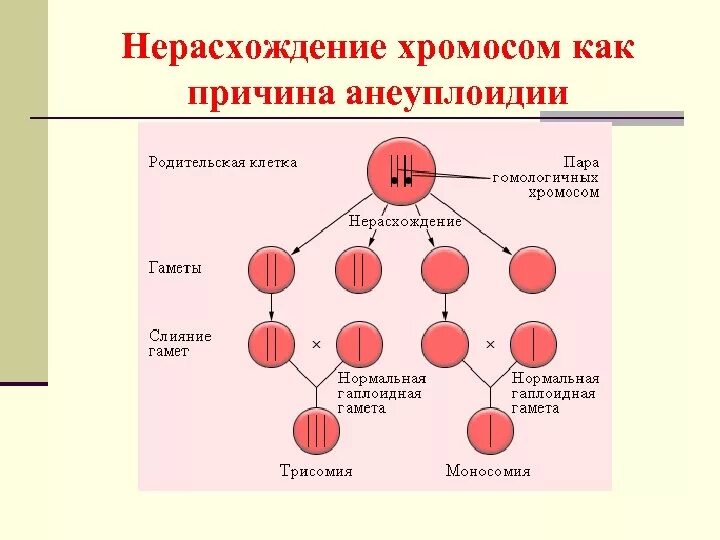 Изменение формы хромосом. Механизм возникновения гетероплоидии. Механизм возникновения анеуплоидии. Нерасхождение хромосом в мейозе схема. Гетероплоидия анеуплоидия.