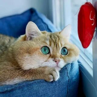 Хосико кот порода