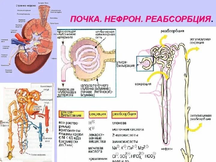 Реабсорбция в почках. Строение нефрона. Реабсорбция в нефроне. Нефрон почки. Моча из капсулы нефрона поступает