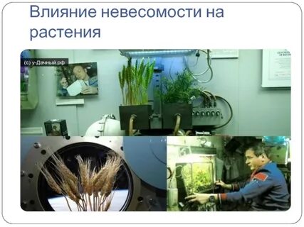Какое растение дало семена в космосе