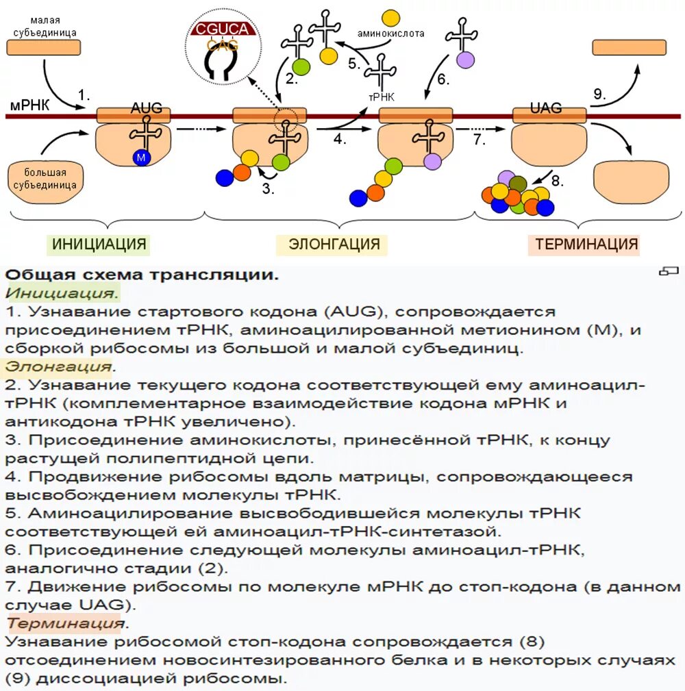 синтез рнк на рибосомах. синтез белков структура клетки. инициация трансляции рибосома. процесс биосинтеза белка. этапы биосинтеза белка инициация элонгация терминация.