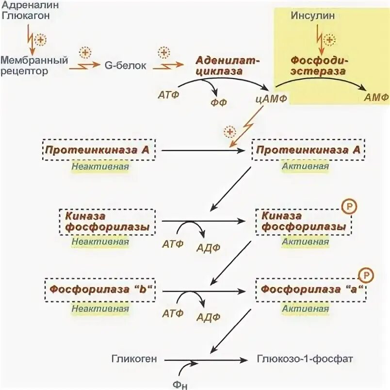 Фермент адреналина. Схема механизма действия инсулина и глюкагона. Механизм действия инсулина биохимия гормоны. Регуляция синтеза инсулина биохимия. Механизм действия инсулина и глюкагона биохимия.