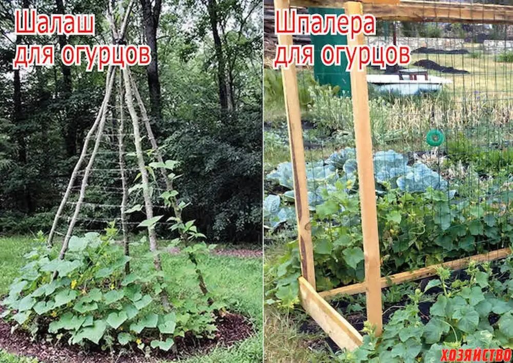 Приспособление для огурцов. Шпалере для огуречника. шпалера для огурцов в теплице. огуречная грядка шалаш. шпалера для огурцов в открытом грунте.