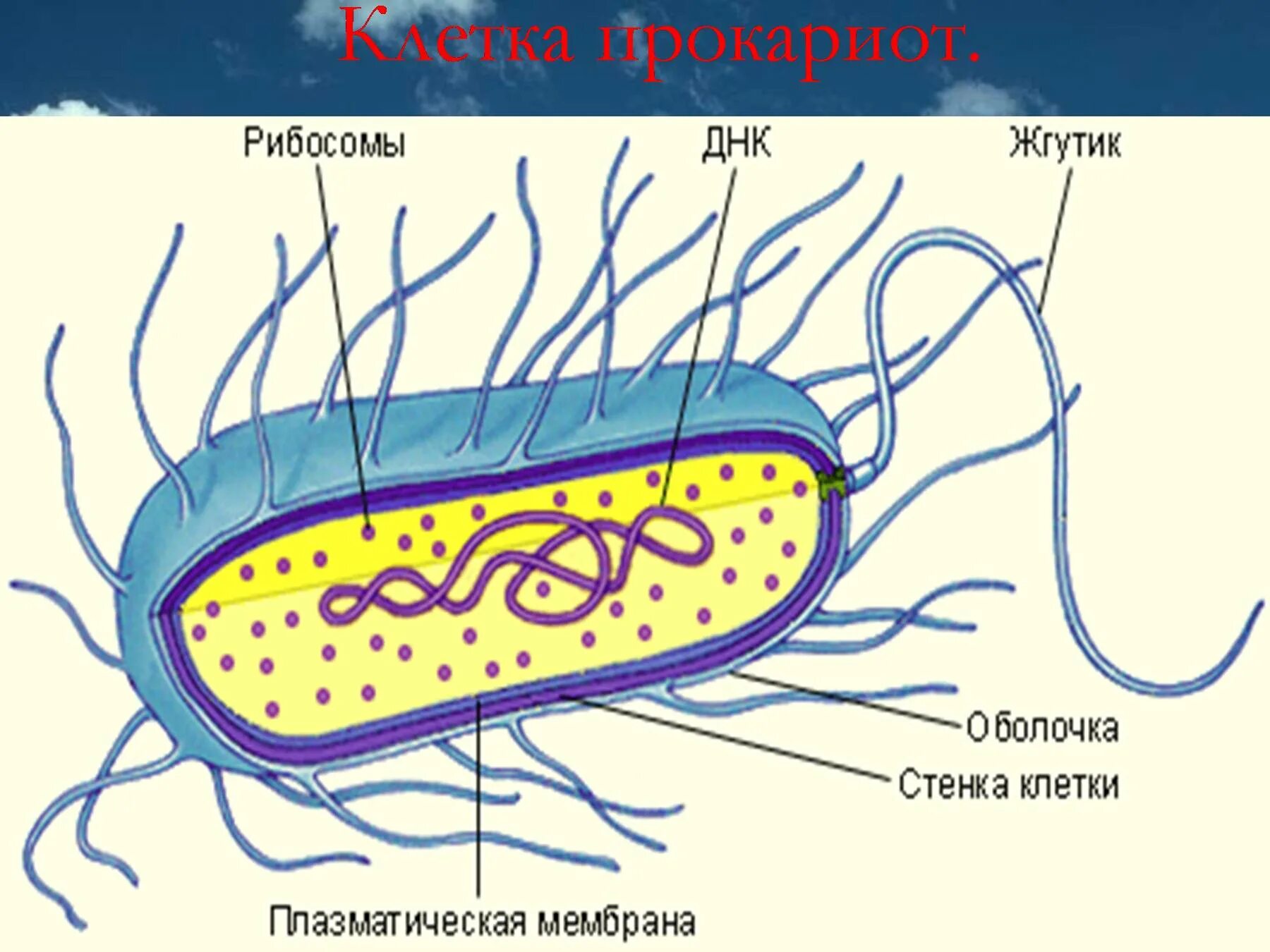 У бактерий активный образ жизни. Строение прокариотической бактериальной клетки. Строение бактериальной клетки прокариот. Строение клетки прокариот бактерии. Царство прокариотической клетки.