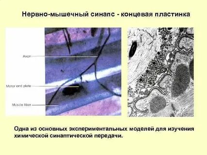 Нервно мышечная концевая пластинка