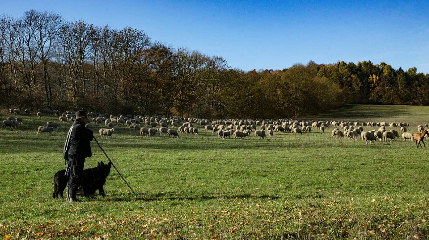 Пасет через. Отара овец. Пастух на лошади. Пасет через. Порода баранов чабан.