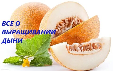 Песня про дыню