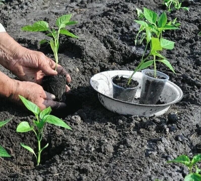 сажаем рассаду. благоприятные дни для посадки томатов в 2021. посадка помидор. сажаем семена томатов на рассаду. благоприятная пересадка помидоров.