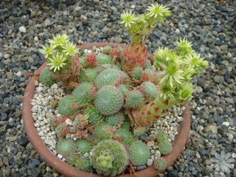 Почему молодило вытягивается вверх. Молодило реснитчатое borisii. молодило (sempervivum). молодило реснитчатое бориса. sempervivum ciliosum borisii.