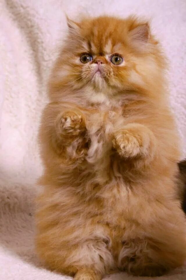 Персидские Котята Фото Вислоухие - Mixyfotos.ru
