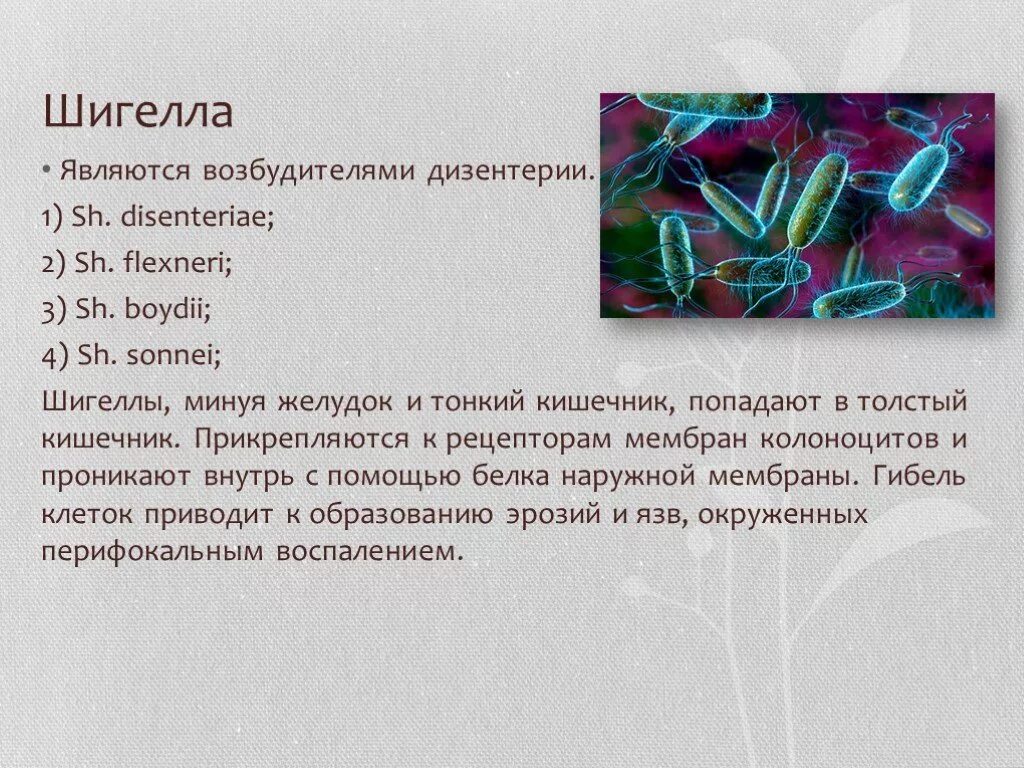 Шигеллы грамотрицательные. Возбудитель дизентерии микробиология. Шигеллы возбудители дизентерии. Шигеллы относятся к. Шигелла дизентерия микробиология.