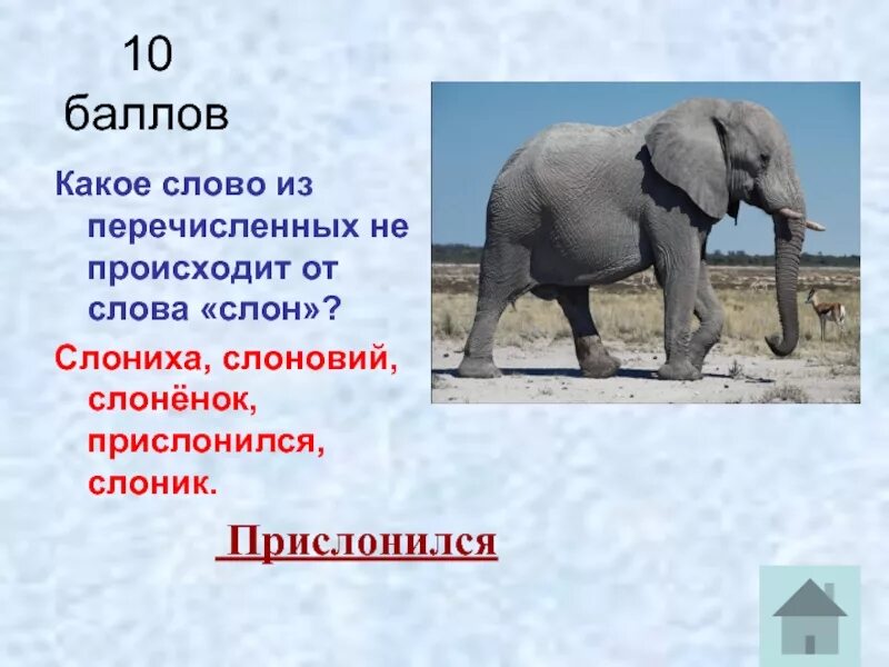 Слоновое слово. Слон. Описание слона. Предложение про слона. Проект про слона с картинкой.