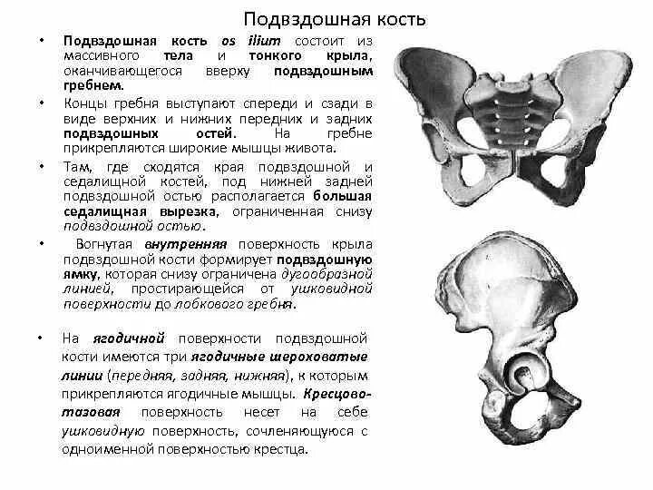 Подвздошная кость находится. Подвздошная кость тазовой кости. Тазовая кость гребень подвздошной кости. Подвздошная кость анатомия строение. Тазовая кость крыло подвздошной кости.