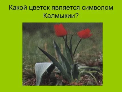 Какой цвет считается символом дали