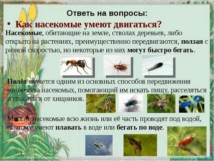 Вопросы по насекомым