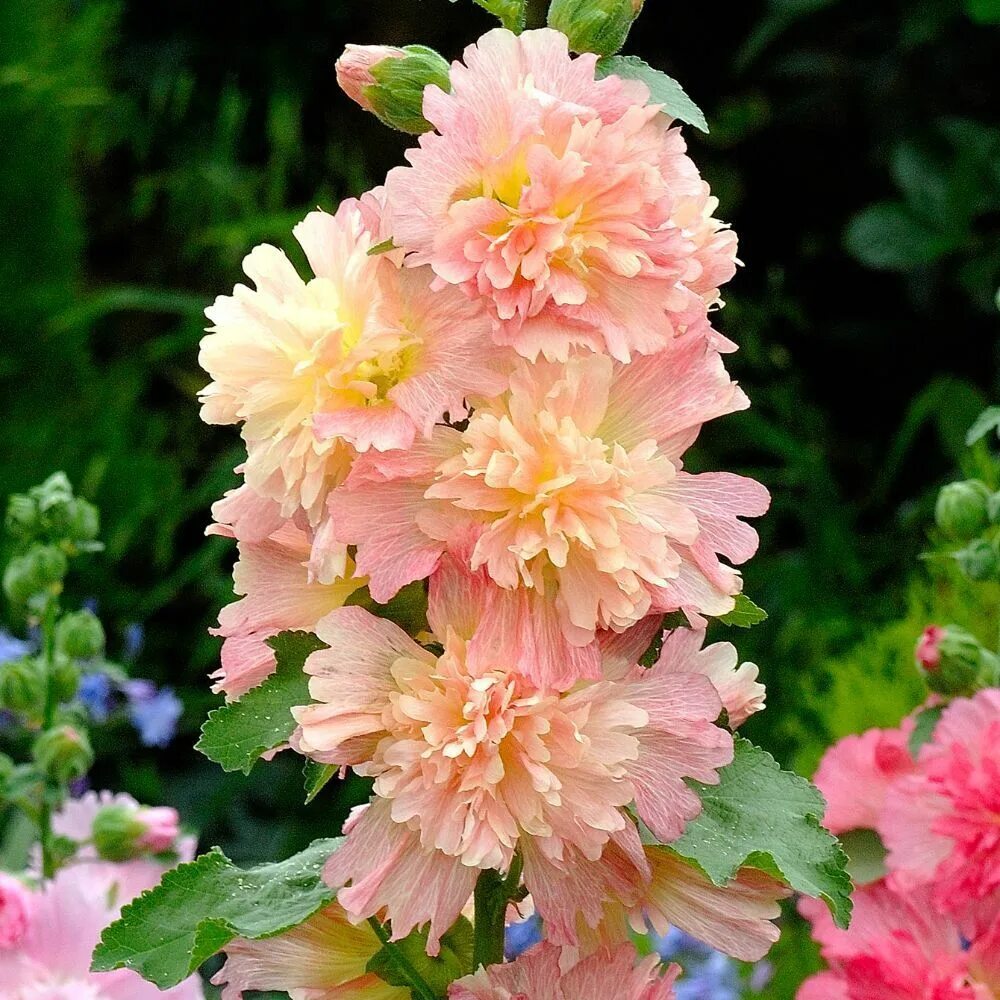 Мальва сорта. Мальва – alcea.