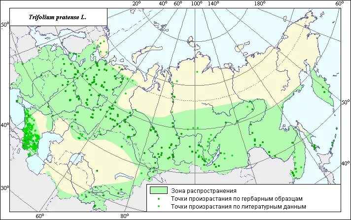 клевер распространение. клевер белый ползучий плод. клевер луговой trifólium praténse. соцветие клевера лугового. клевер луговой лекарственные препараты.