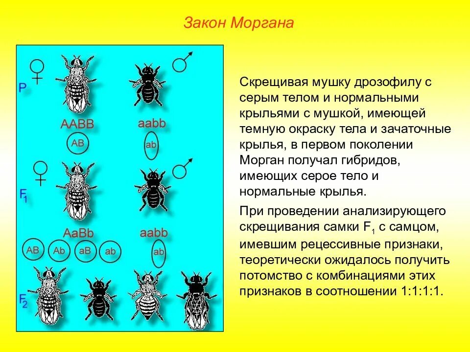 5 законов моргана. Сцепленное наследование у дрозофилы. сцепленное наследование морган. закон моргана дрозофила. опыты т моргана.