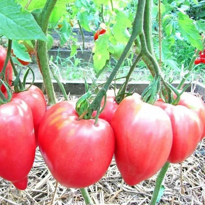 Томат сорт минусинское бычье сердце. Помидор бычье сердце розовое. Сорт бычье сердце. Томат минусинский кистевой. Семена томат воловье сердце.