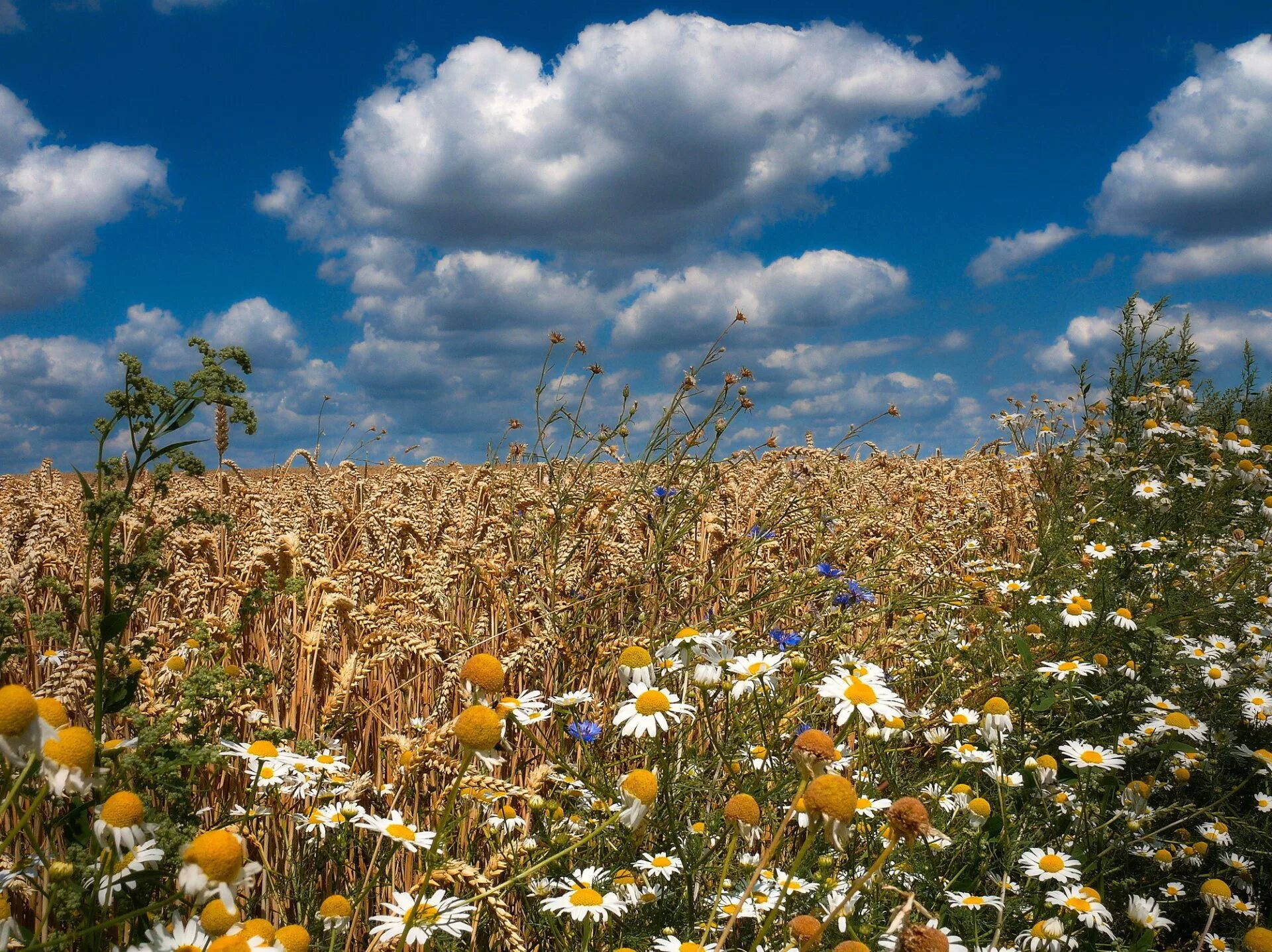 Звуки конец лета. Поле пшеницы. Поле с колосьями и цветами. Лето поле колосья. Поле рожь и ромашки.