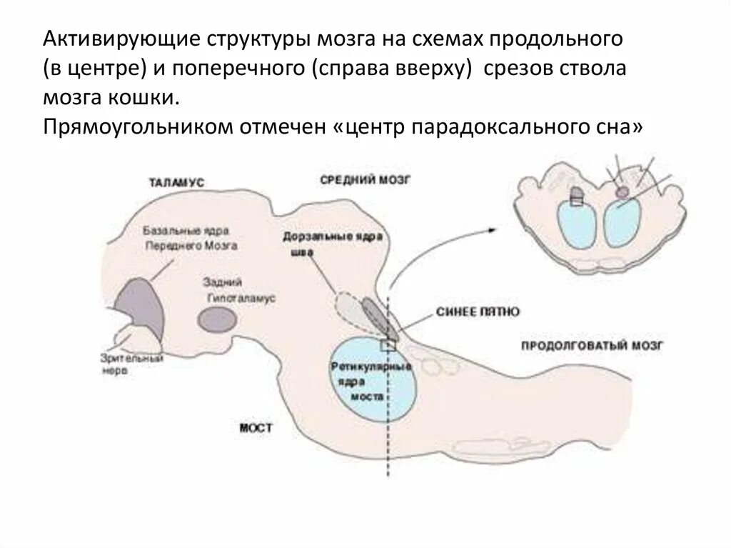 Центр сна в мозге. Психофизиология сна схема. Физиологические механизмы сна и бодрствования. Психофизиология сна и бодрствования. Физиологические механизмы сна физиология.