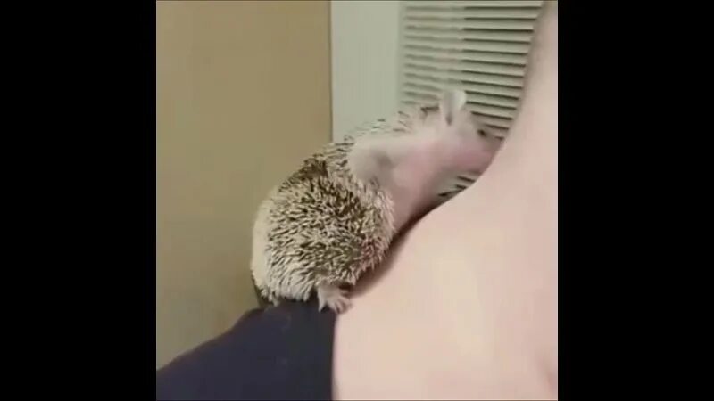 стреляй моя жизнь уже не станет хуже. напугал ежа бритой. еж прикол. напугал ежа голой. еж прикол.