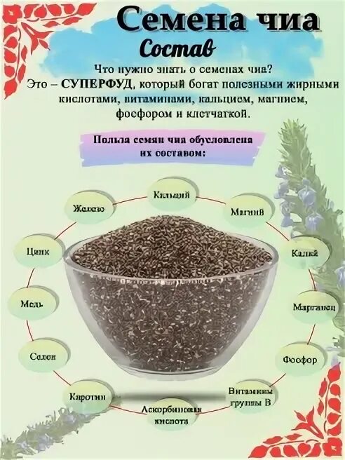 Семена что это и для чего. Семена чиа растение. семена чиа состав. семена чиа откуда. строение семена чиа.