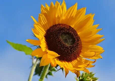 Sunflower отзывы