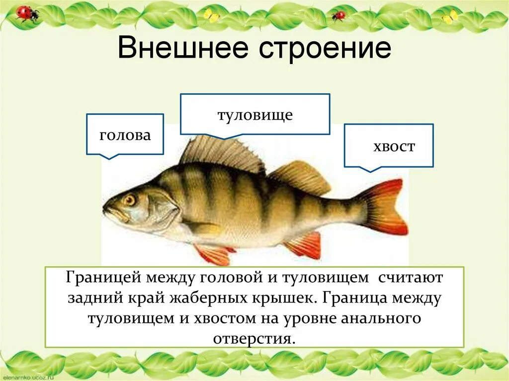 Внешнее и внутреннее строение рыб. Внутреннее строение рыбы. Строение рыб презентация. Класс рыбы строение. Биология про рыб 7 класс