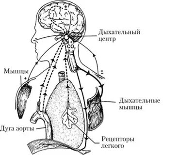 Высокое дыхание