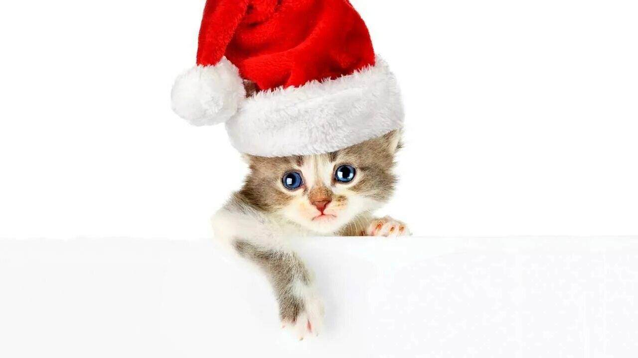 Новый год котики. Кот в новогоднем колпаке. Новогодний кот. Новогодний кот. Новогодний кот.