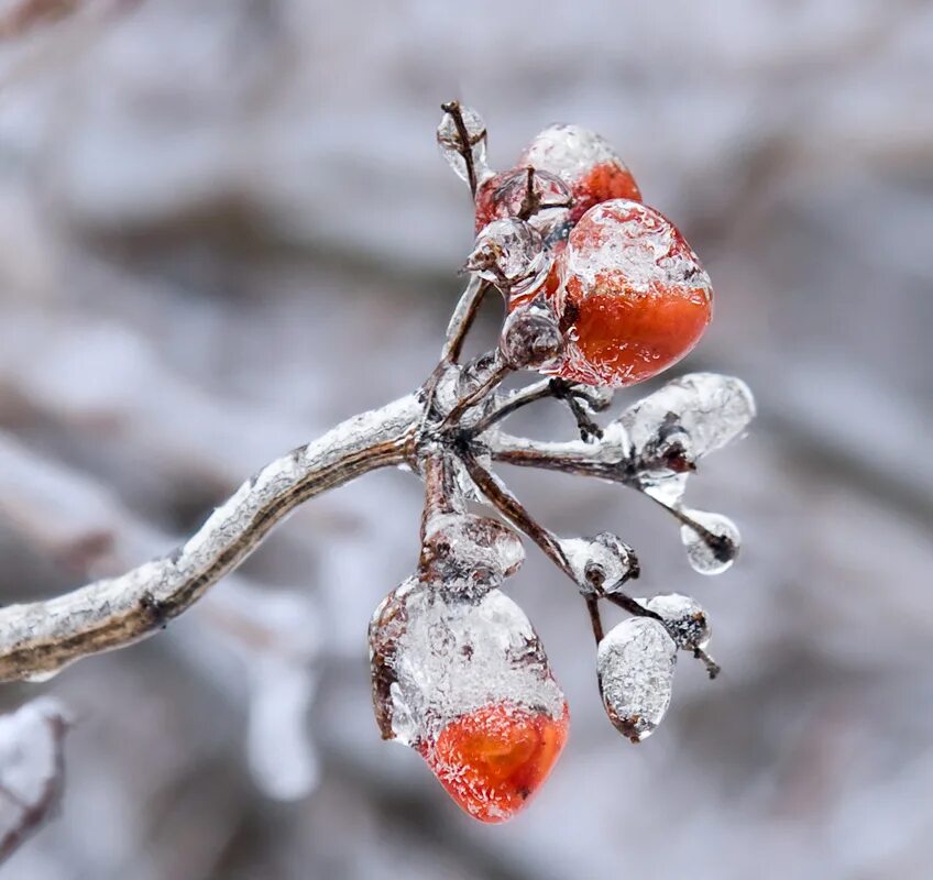 Ледяные грунты. Ледяные ягоды. Вода стужа ледяная. Морозостойкие растения зимой. Замороженной зимой.