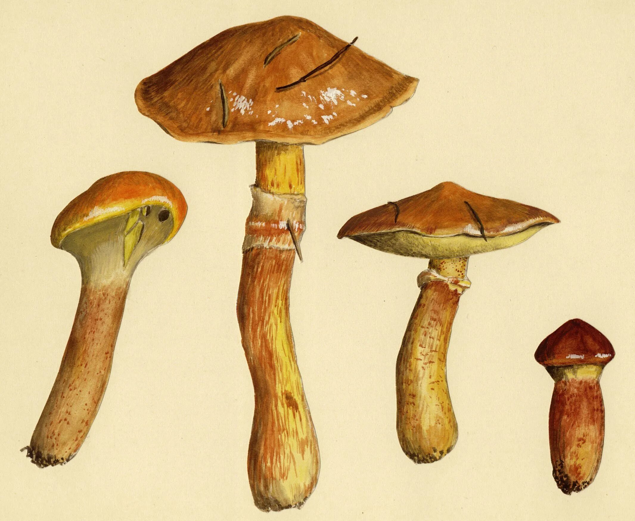 Suillus grevillei. Лиственничный масленок гриб. Масленок лиственничный царство. Масленок лиственничный съедобный.